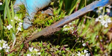 zdjęcie ilustracyjne/Pixabay