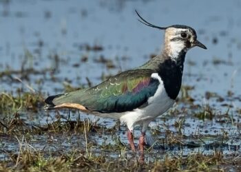 Czajka. Fot. Arkadiusz Machowiak za: Park Narodowy "Ujście Warty"/FB