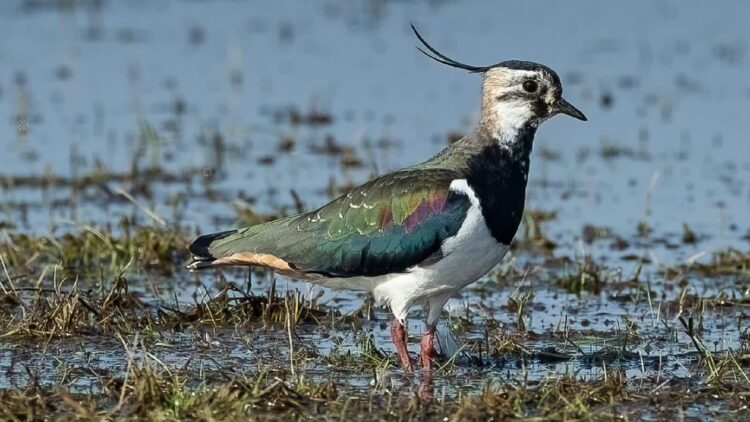 Czajka. Fot. Arkadiusz Machowiak za: Park Narodowy "Ujście Warty"/FB