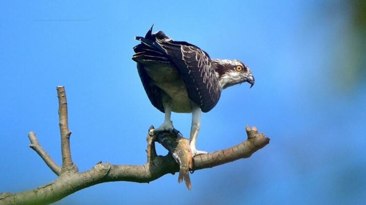 Fot. Regionalna Dyrekcja Ochrony Środowiska w Gorzowie Wielkopolskim/FB