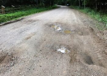 fot. Lasy Państwowe (zdjęcie ilustracyjne)