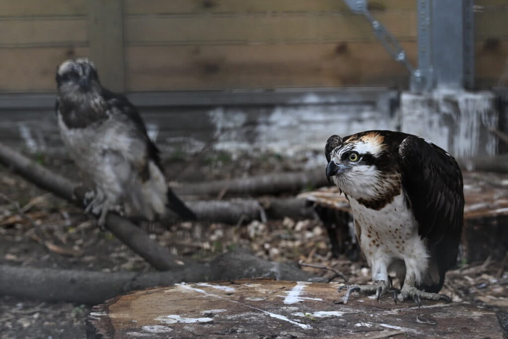 Fot. PAP/Radek Pietruszka