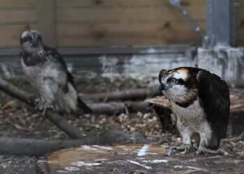 Fot. PAP/Radek Pietruszka