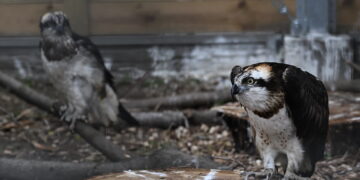 Fot. PAP/Radek Pietruszka