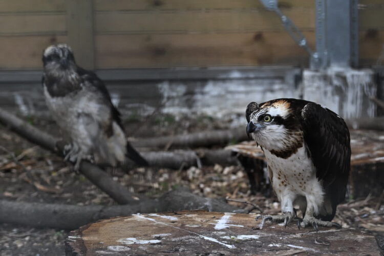 Fot. PAP/Radek Pietruszka