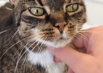 Figa podczas zabiegu