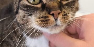 Figa podczas zabiegu