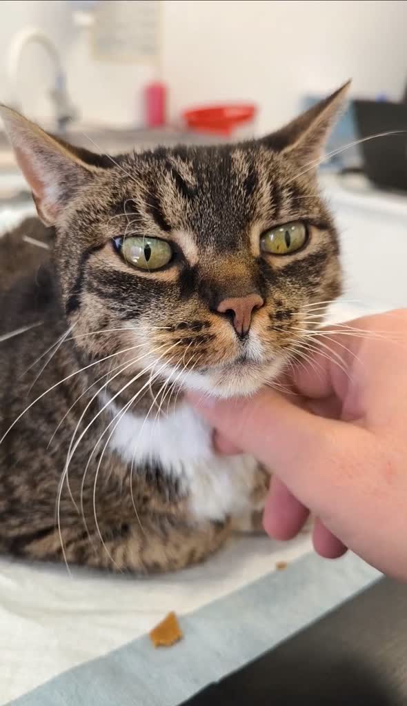 Igły w sierści – akupunktura również dla zwierząt?