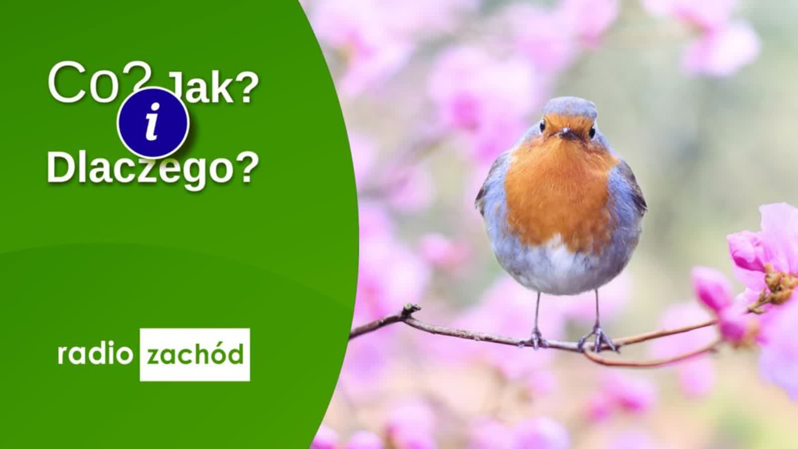 Wiosna. Uważajmy na kleszcze