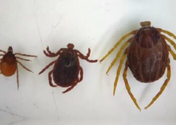 Od lewej: polski kleszcz pospolity, polski kleszcz łąkowy oraz afrykański kleszcz (Monster tick). Fot. dr Dorota Dwużnik-Szarek/serwisnaukowy.uw.edu.pl