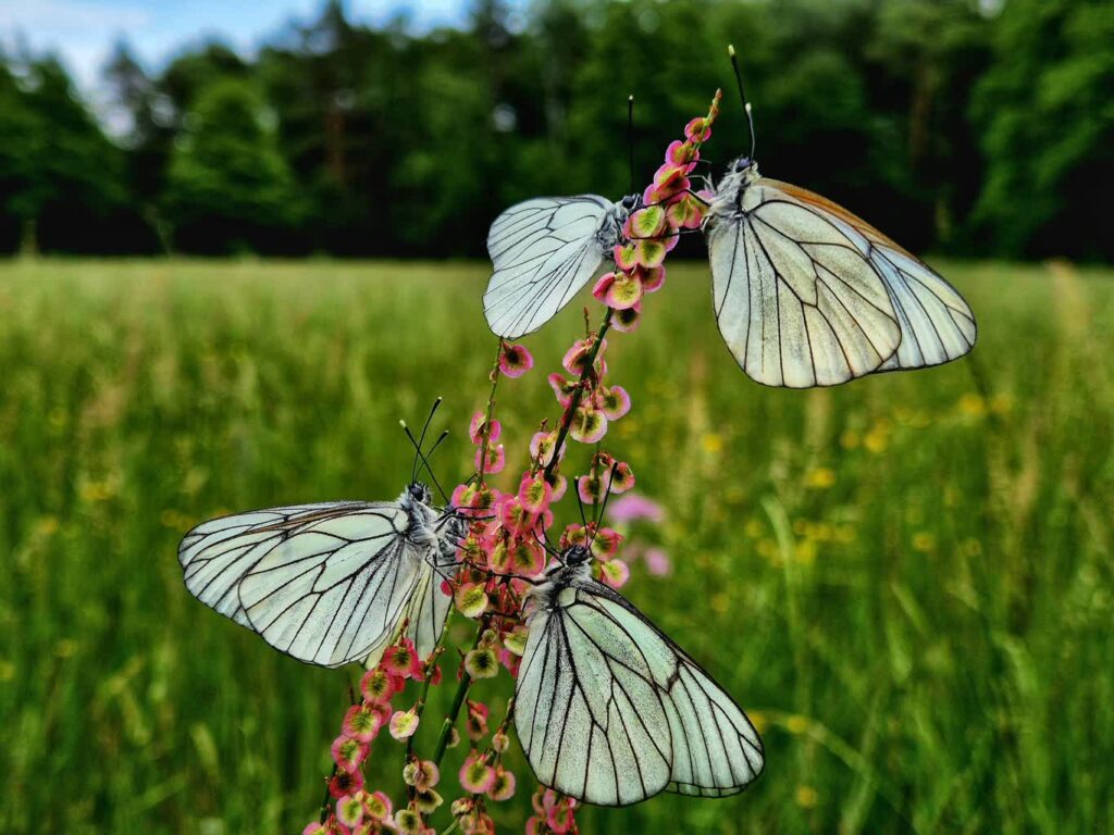 fot. Nadleśnictwo Wymiarki