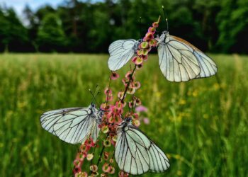 fot. Nadleśnictwo Wymiarki