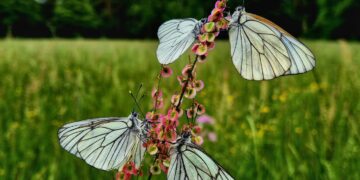 fot. Nadleśnictwo Wymiarki