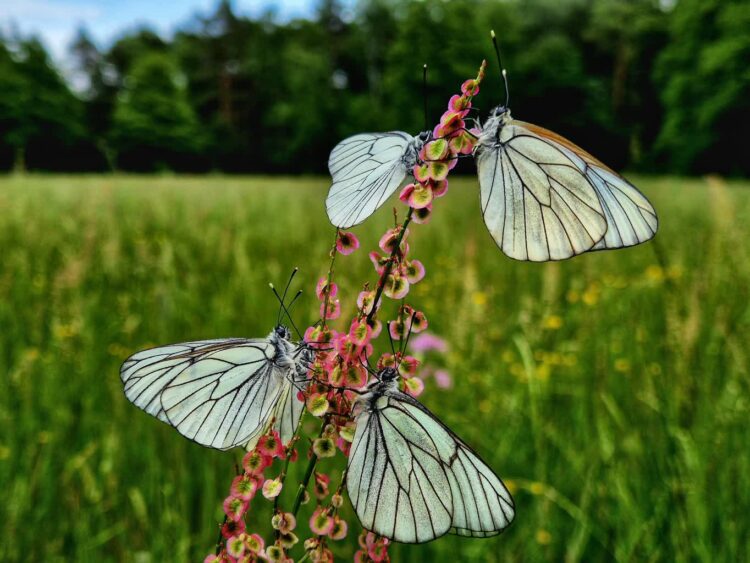 fot. Nadleśnictwo Wymiarki