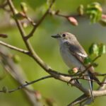 Fot. Muchówka żałobna. Fot. Pixabay