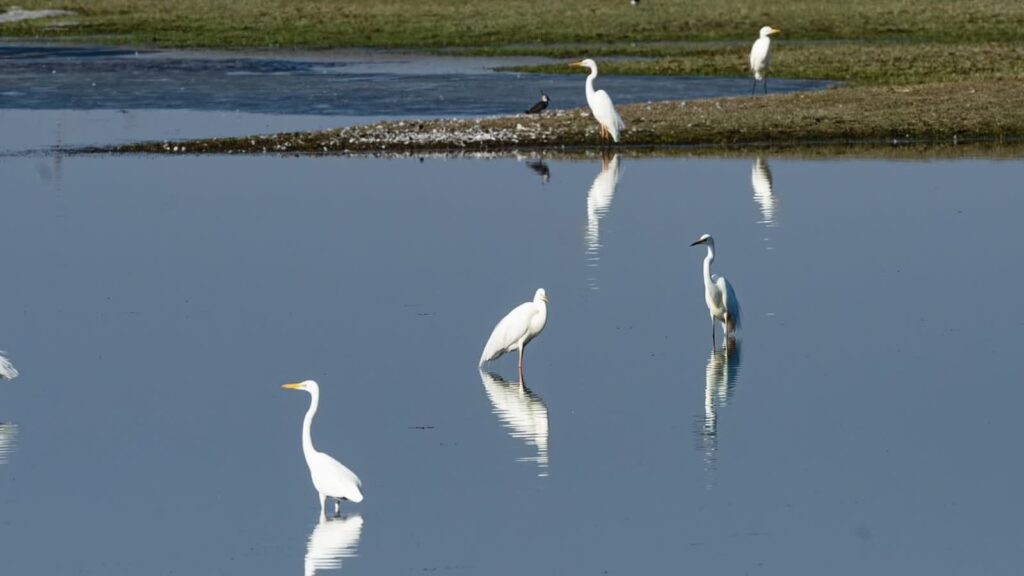 Fot. Park Narodowy "Ujście Warty"/FB