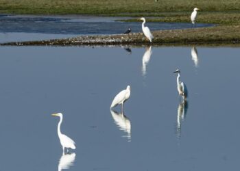 Fot. Park Narodowy "Ujście Warty"/FB