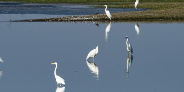 Fot. Park Narodowy "Ujście Warty"/FB