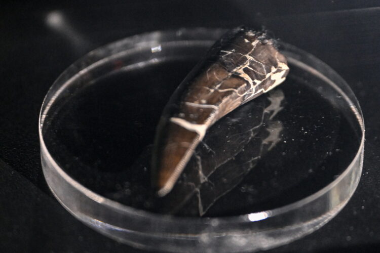 Kraków, 23.04.2026. Otwarcie po zakoñczonym remoncie Smoczej Jamy w zachodnim zboczu Wawelu i udostêpnienie zwiedzaj¹cym nowej wystawy w Ogrodach Zamku, 23 bm. (ad) PAP/Art Service