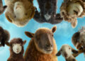 the sheep detectives/facebook