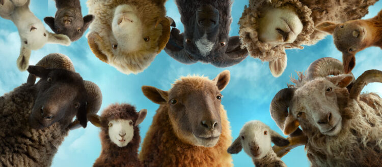 the sheep detectives/facebook