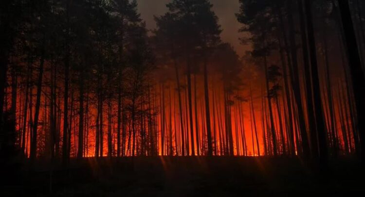Fot. Lasy Państwowe/FB
