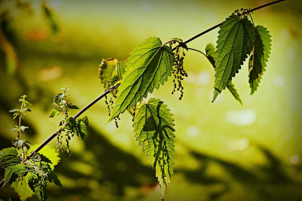 fot. Pixabay