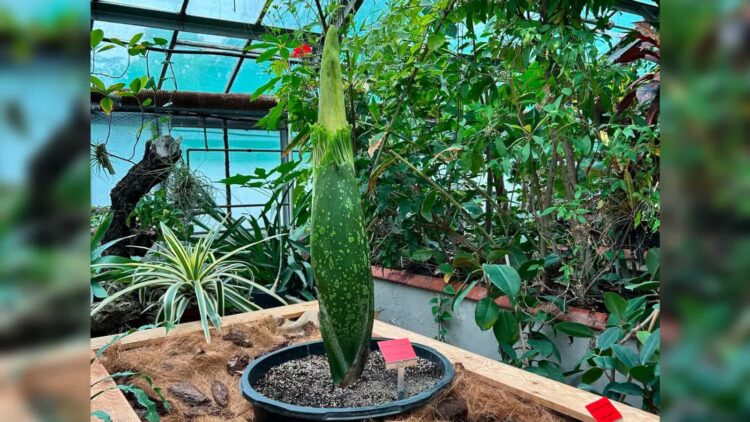 Fot. Ogród Botaniczny Uniwersytetu Wrocławskiego/FB