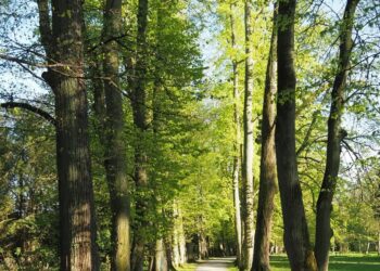 Arboretum w Chwalęcicach / www.facebook.com
