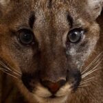 Puma schwytana w gminie Polanów. Fot. Fundacja dla Dzikich Zwierząt Larus/FB