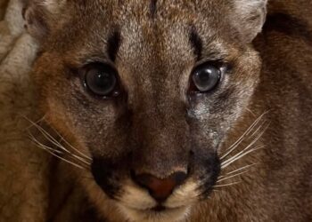 Puma schwytana w gminie Polanów. Fot. Fundacja dla Dzikich Zwierząt Larus/FB