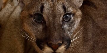Puma schwytana w gminie Polanów. Fot. Fundacja dla Dzikich Zwierząt Larus/FB