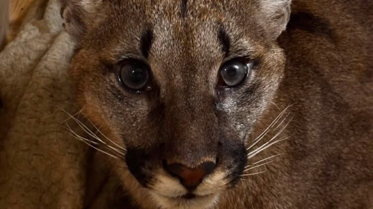 Puma schwytana w gminie Polanów. Fot. Fundacja dla Dzikich Zwierząt Larus/FB