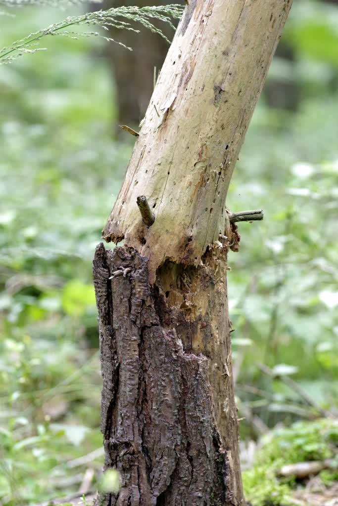 Strzelce szacują straty i sprzątają po nawałnicy