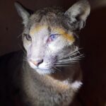 Puma schwytana w gminie Polanów. Fot. Fundacja dla Dzikich Zwierząt Larus/FB