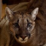 Puma schwytana w gminie Polanów. Fot. Fundacja dla Dzikich Zwierząt Larus/FB