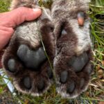 Puma schwytana w gminie Polanów. Fot. Fundacja dla Dzikich Zwierząt Larus/FB