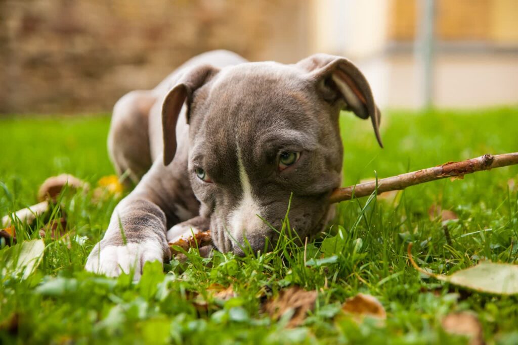 Fot. Amstaff szczeniak Pixabay