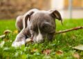Fot. Amstaff szczeniak Pixabay