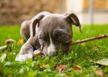 Fot. Amstaff szczeniak Pixabay