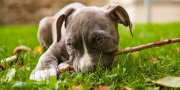 Fot. Amstaff szczeniak Pixabay