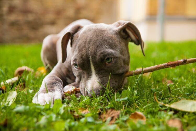 Fot. Amstaff szczeniak Pixabay