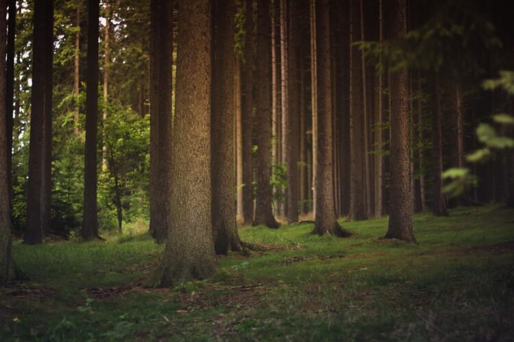 fot. Pixabay