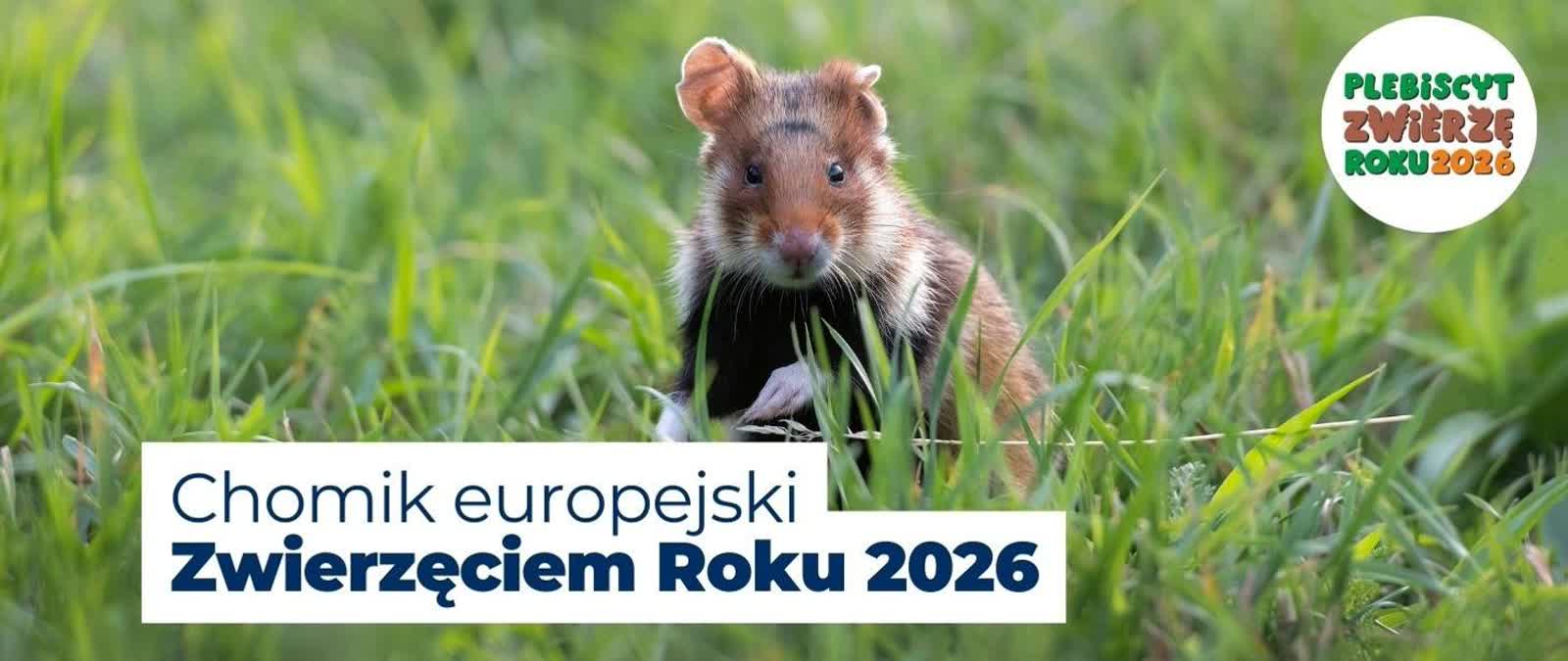 O chomiku w parku ptaków