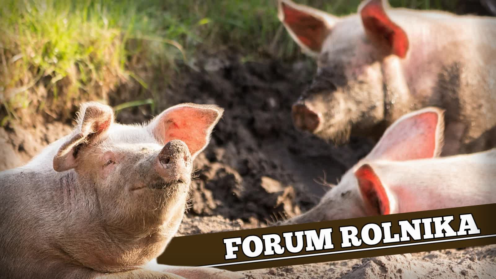 Forum Rolnika #3: Inwestycje poprawiające dobrostan bydła i świń – termin naboru