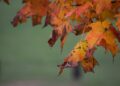 Fot. unsplash.com