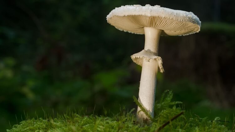 Fot. Pexels